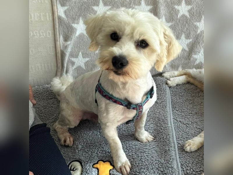 Balou - freundlicher, lieber, katzenverträglicher Bichon Frisé Mix Rüde / z.Zt. noch in Rumänien