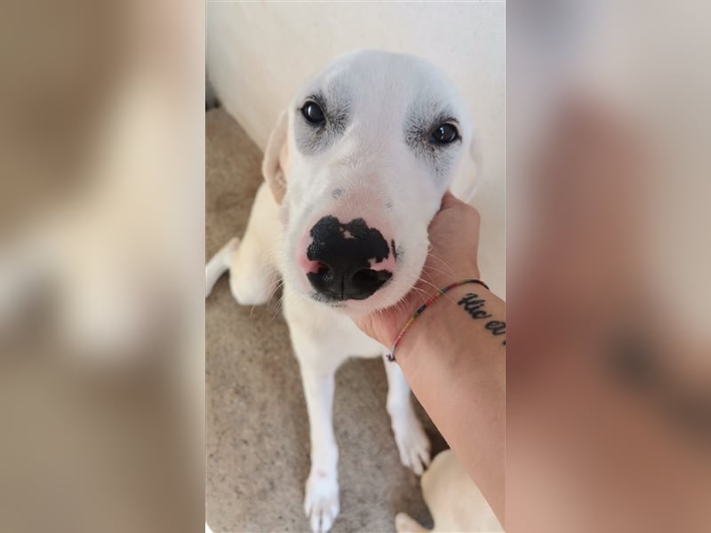 Benji – hundliche ‚Größe‘ in jeder Hinsicht