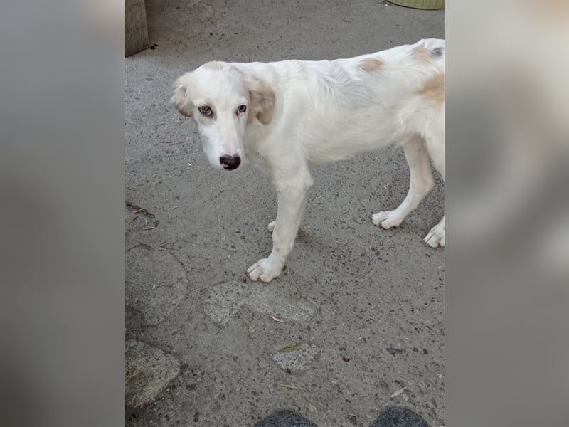 Carlo: „Und jetzt eine Lehrstelle als Familienhund…..“