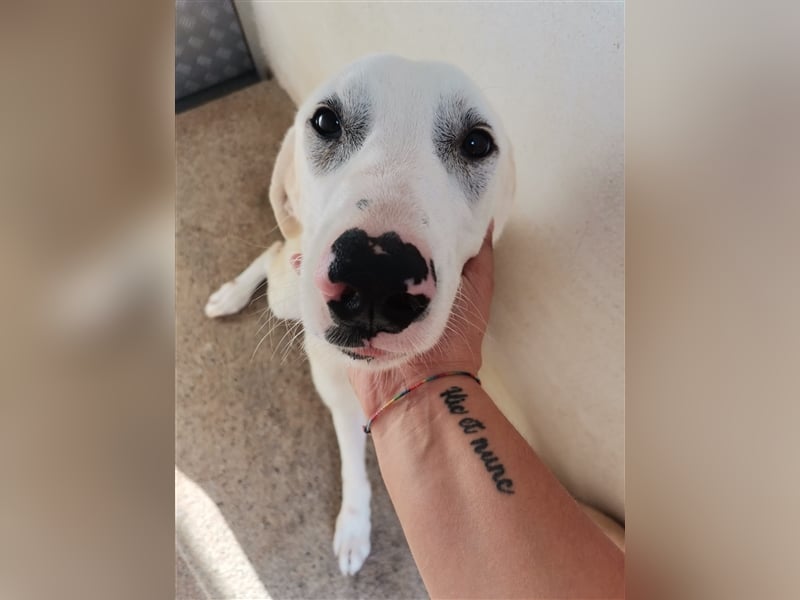 Benji – hundliche ‚Größe‘ in jeder Hinsicht