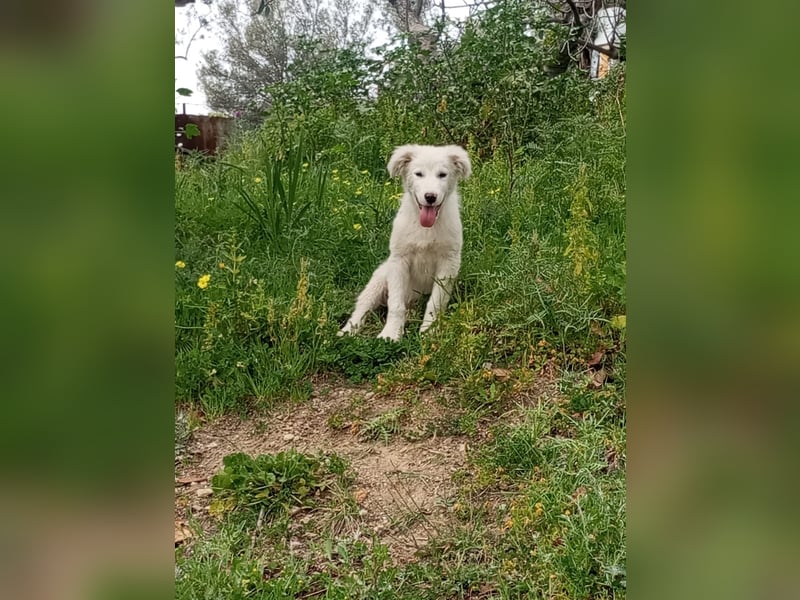 Puffo: „Und wann fahre ich nachhause?“