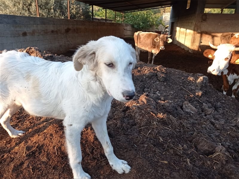 Carlo: „Und jetzt eine Lehrstelle als Familienhund…..“