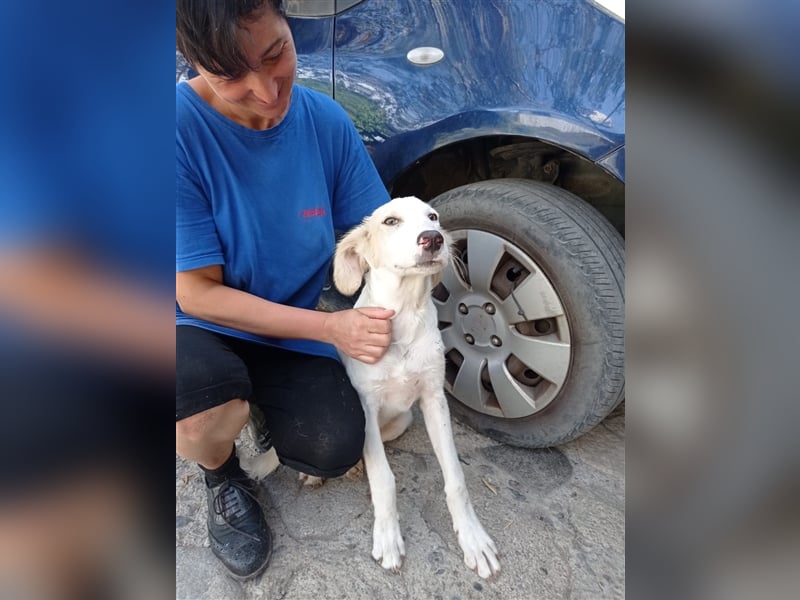 Carlo: „Und jetzt eine Lehrstelle als Familienhund…..“