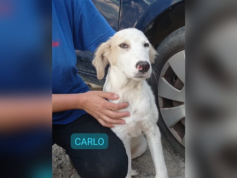 Carlo: „Und jetzt eine Lehrstelle als Familienhund…..“