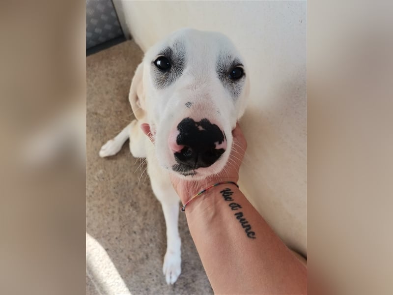 Benji – hundliche ‚Größe‘ in jeder Hinsicht