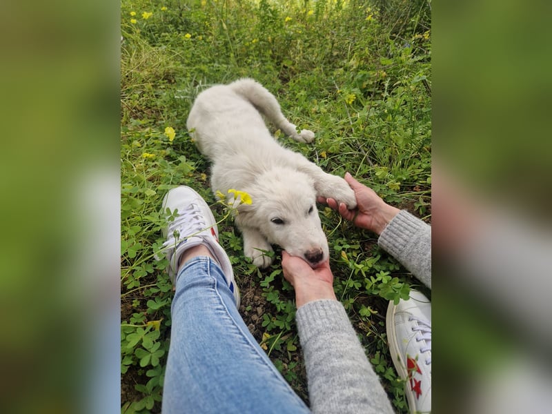 Puffo: „Und wann fahre ich nachhause?“