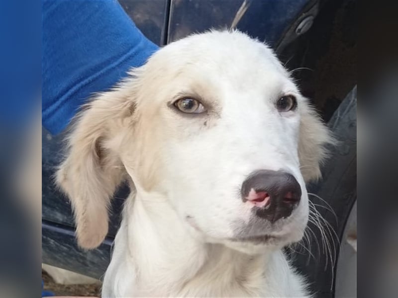 Carlo: „Und jetzt eine Lehrstelle als Familienhund…..“