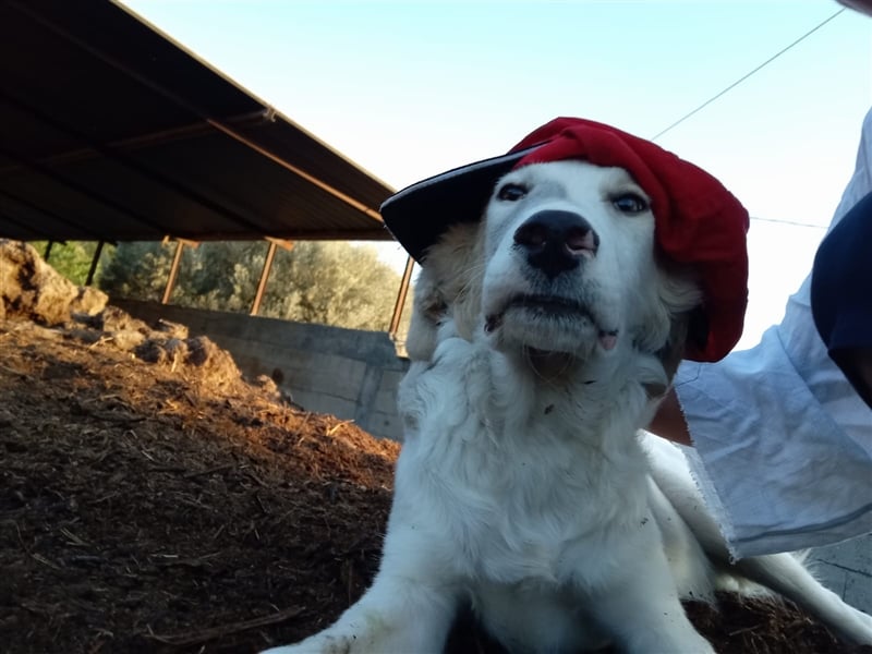 Carlo: „Und jetzt eine Lehrstelle als Familienhund…..“
