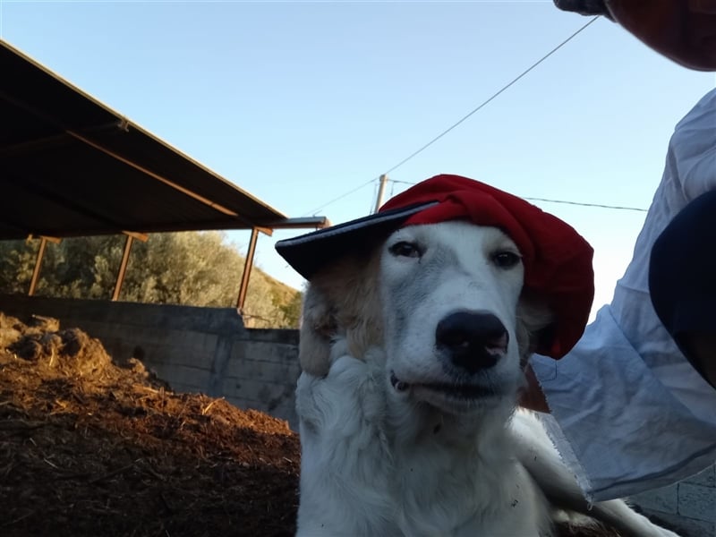 Carlo: „Und jetzt eine Lehrstelle als Familienhund…..“