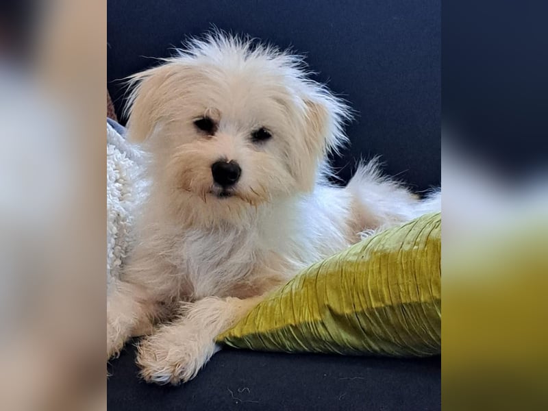 PIP der kleine Lausbub