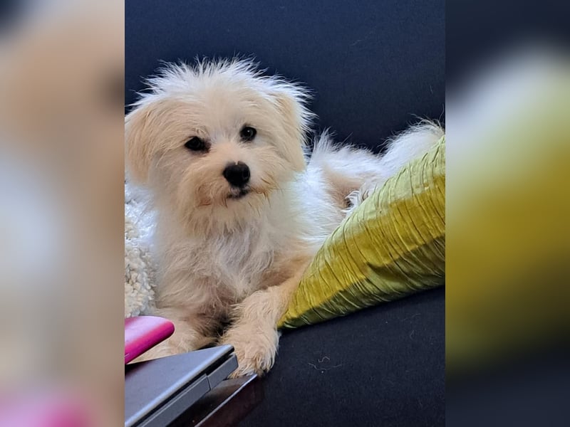 PIP der kleine Lausbub