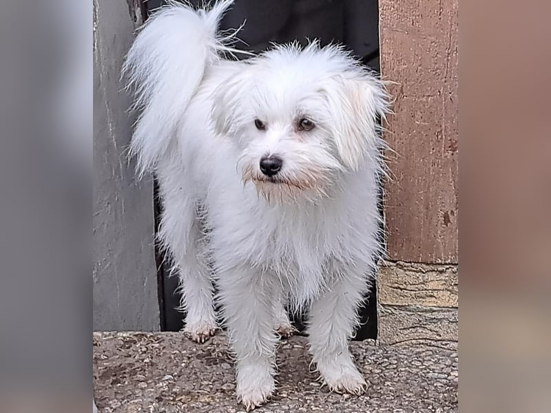 PIP der kleine Lausbub