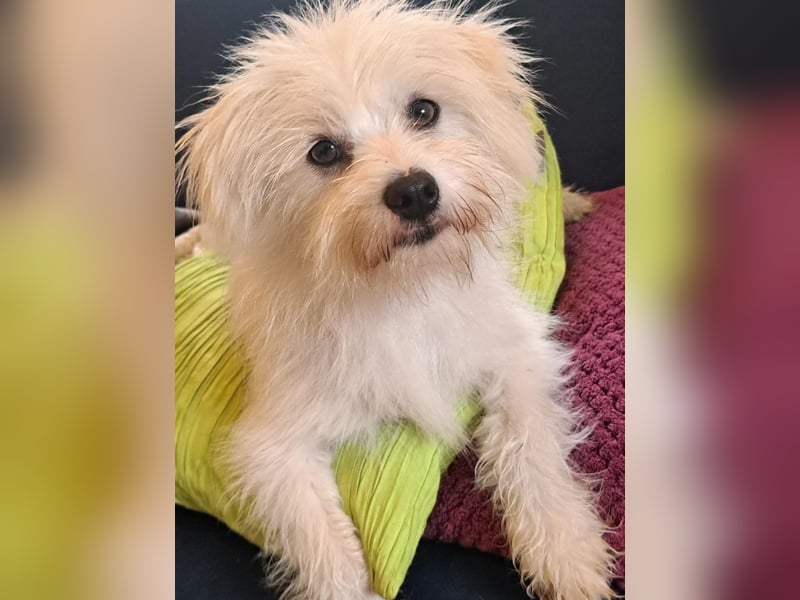 PIP der kleine Lausbub