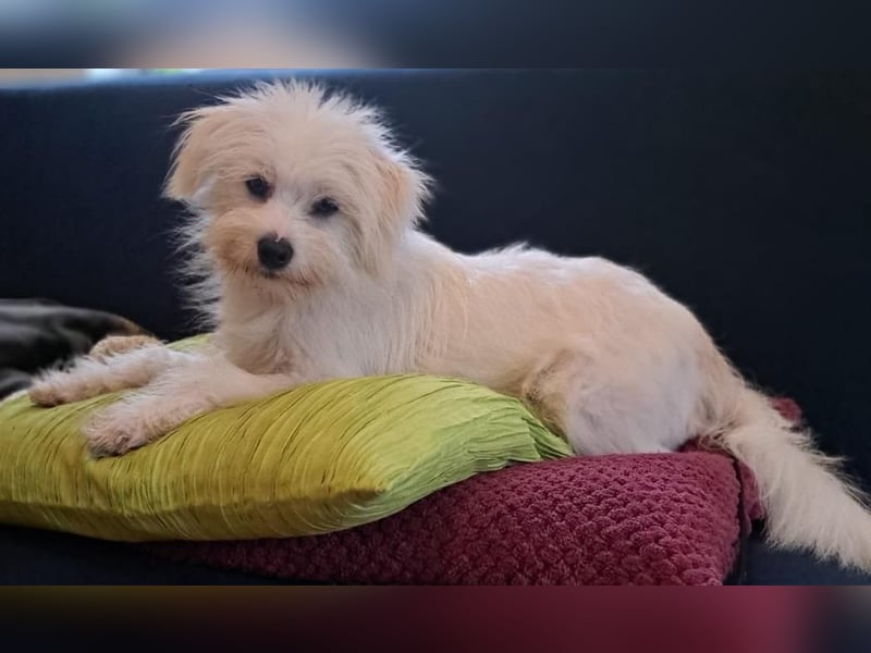 PIP der kleine Lausbub
