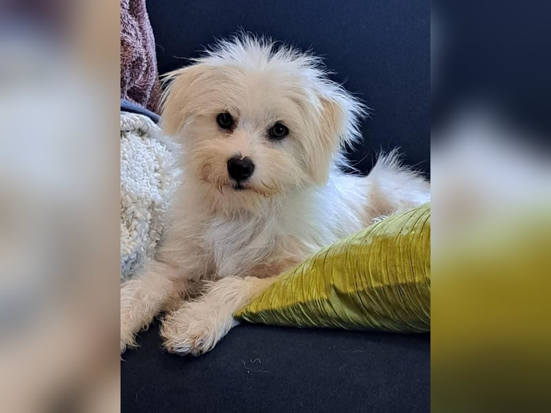 PIP der kleine Lausbub