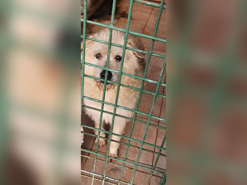 SOS Fluffy sitzt noch in der Tötung