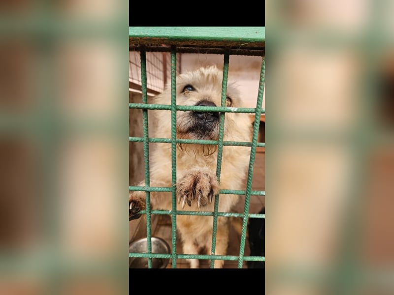 SOS Fluffy sitzt noch in der Tötung