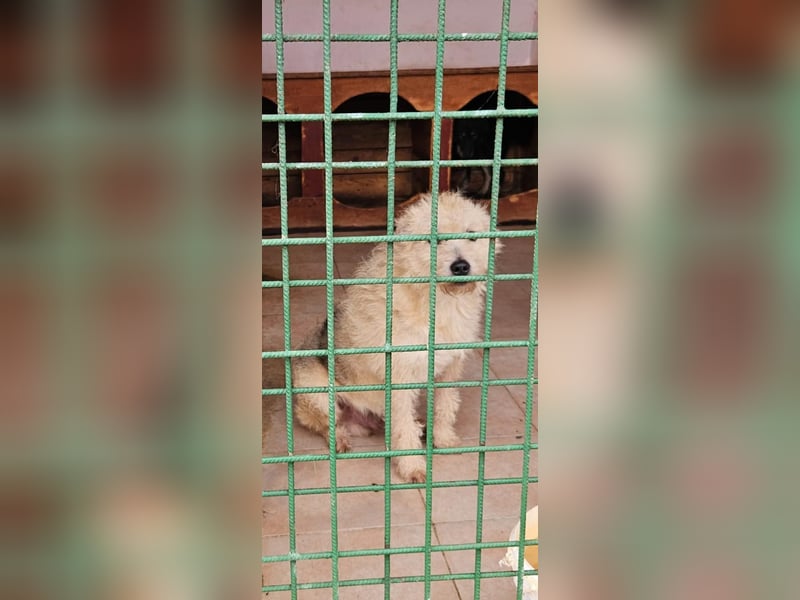 SOS Fluffy sitzt noch in der Tötung