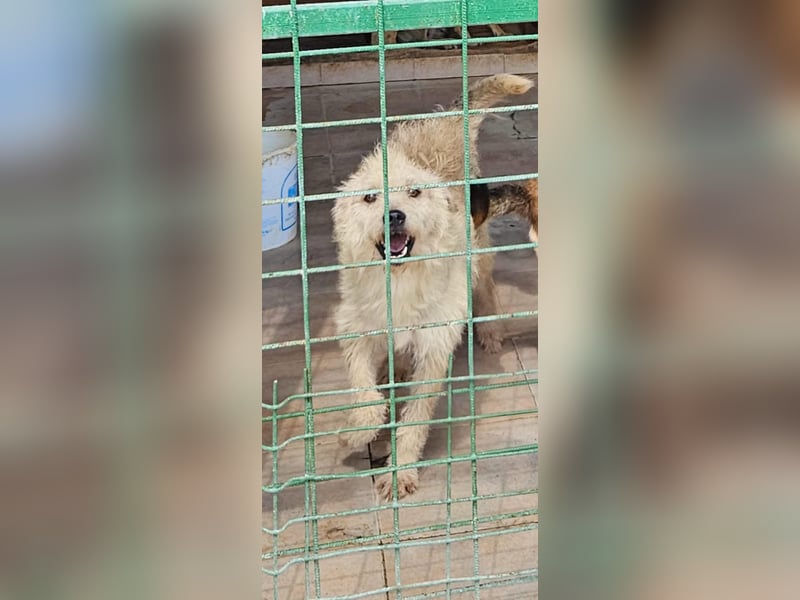 SOS Fluffy sitzt noch in der Tötung