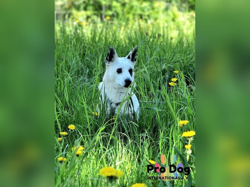 Aiko auf Pflegestelle