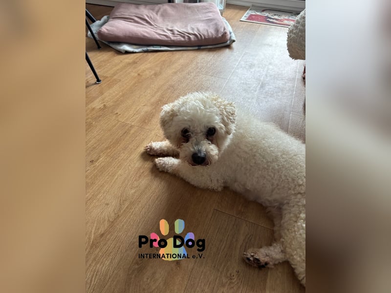 Paddy auf Pflegestelle
