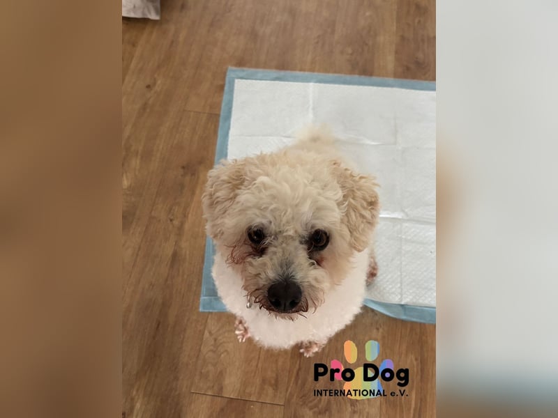 Paddy auf Pflegestelle