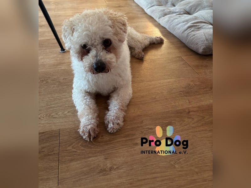 Paddy auf Pflegestelle