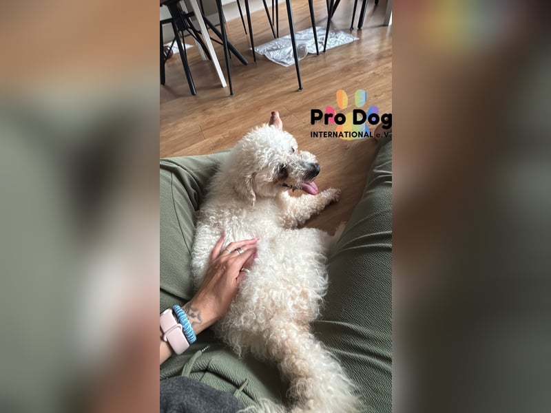 Paddy auf Pflegestelle