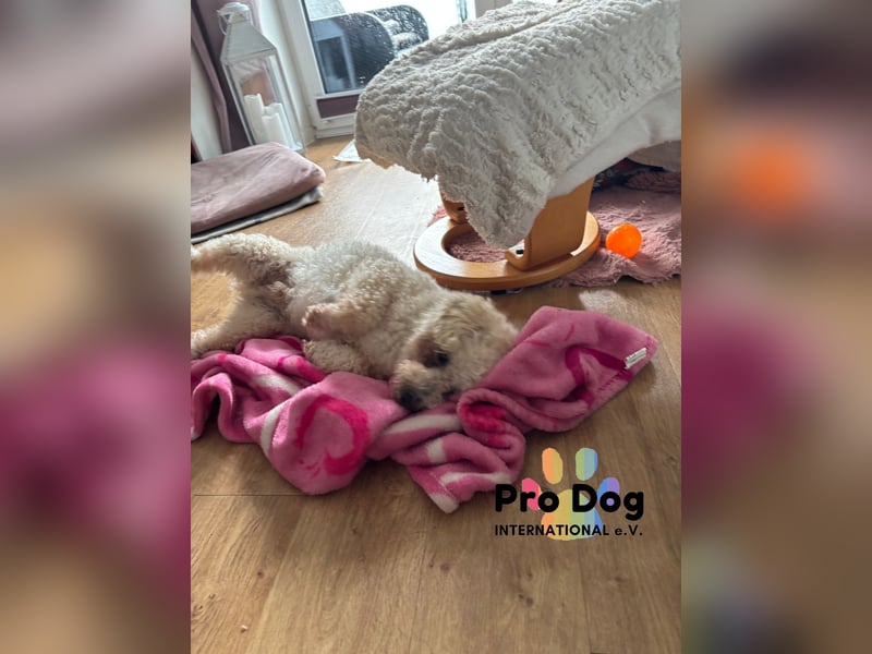 Paddy auf Pflegestelle