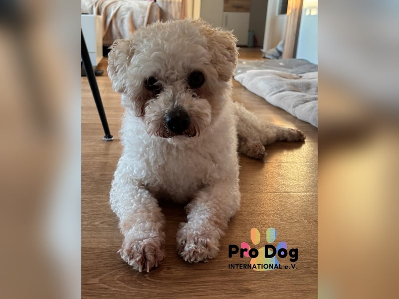Paddy auf Pflegestelle