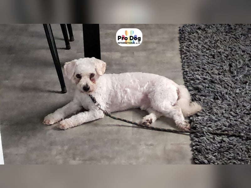 Paddy