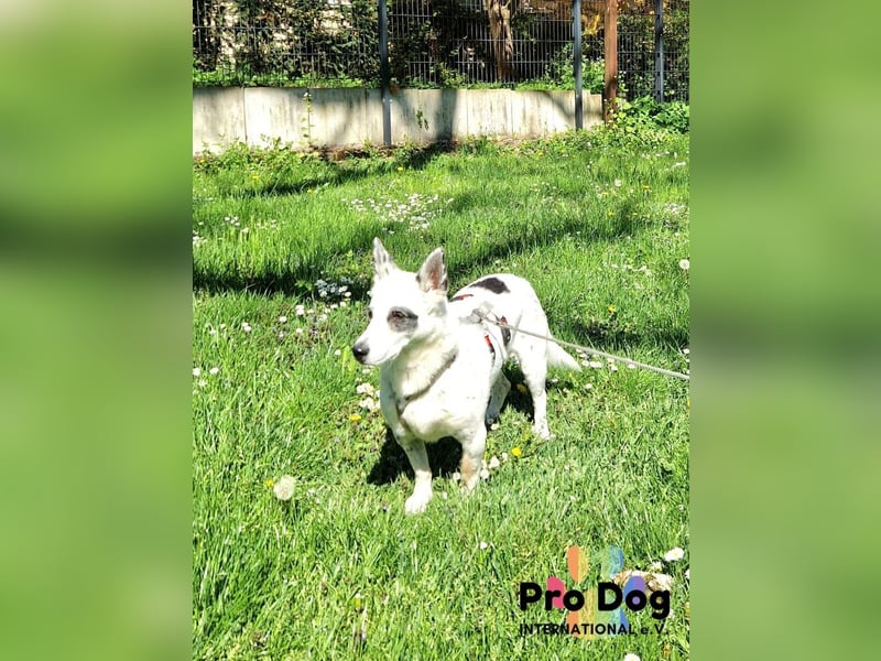 Aiko auf Pflegestelle