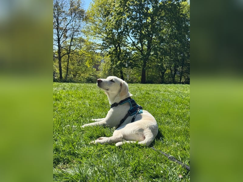Aufgeweckter Junghund Bueno sucht erfahrene Hände