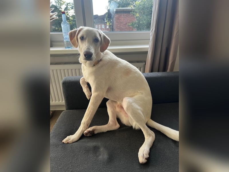 Aufgeweckter Junghund Bueno sucht erfahrene Hände