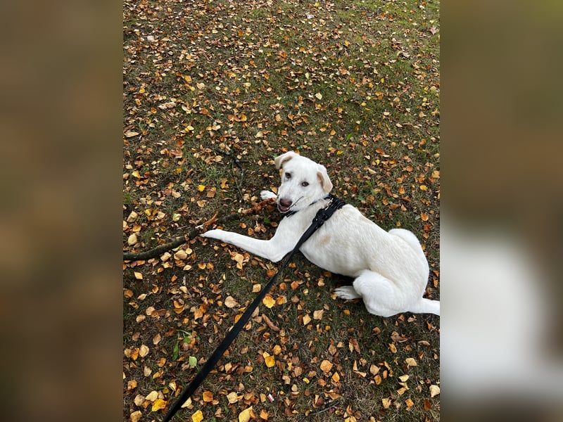 Aufgeweckter Junghund Bueno sucht erfahrene Hände