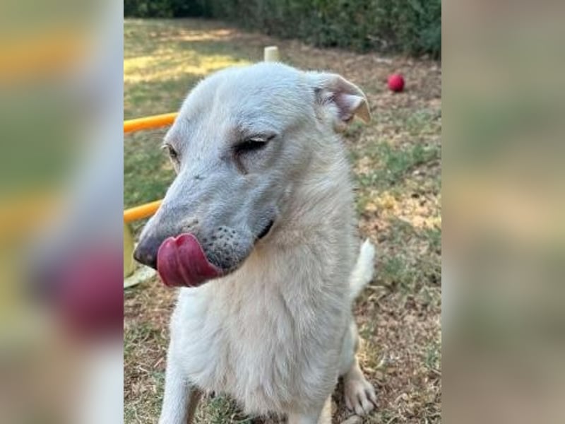 Ivory - zierlicher,lernbegieriger junger Hund