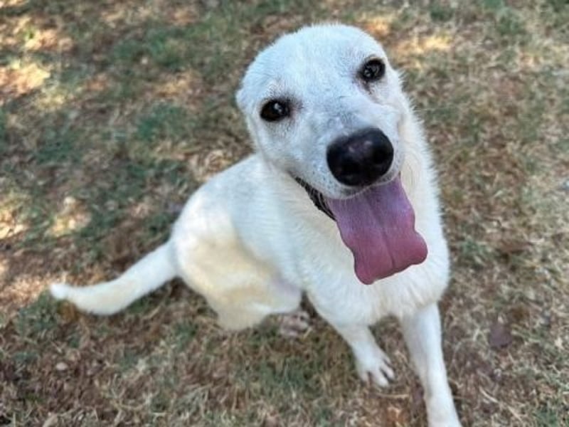 Ivory - junger Herzenshund sucht seine Menschen
