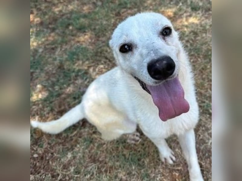 Ivory - zierlicher,lernbegieriger junger Hund