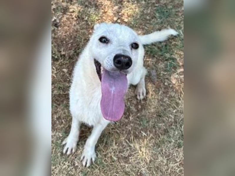 Ivory - zierlicher,lernbegieriger junger Hund