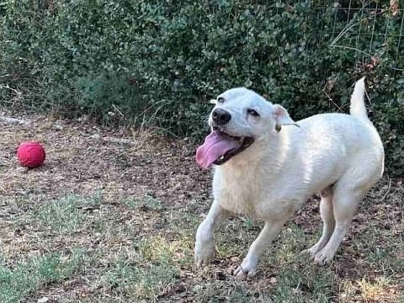 Ivory - zierlicher,lernbegieriger junger Hund