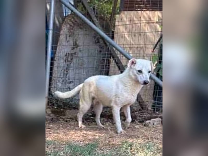 Ivory - zierlicher,lernbegieriger junger Hund