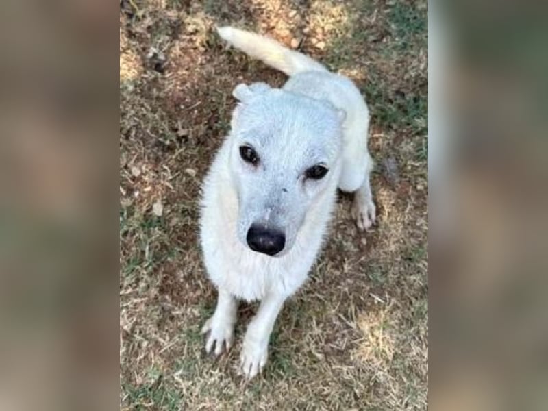 Ivory - junger Herzenshund sucht seine Menschen