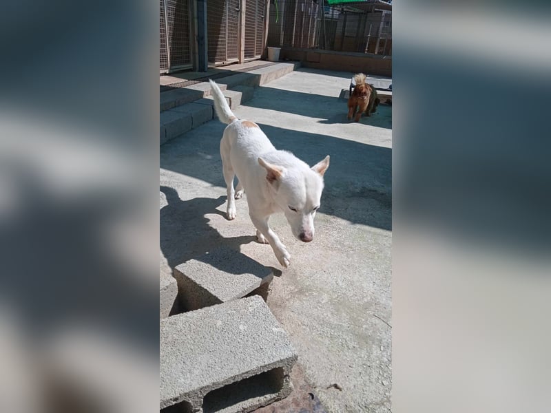 BLANQUI