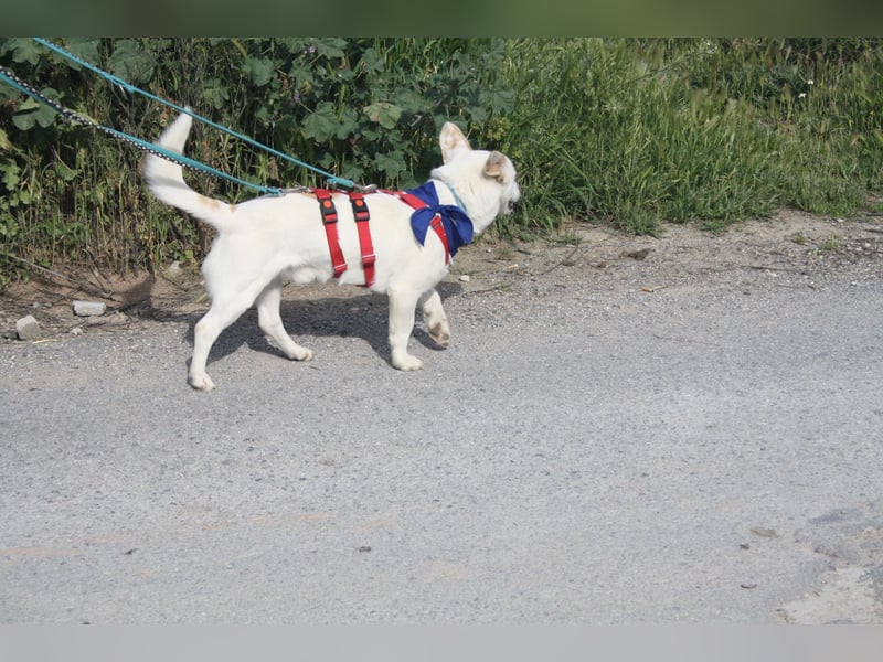 BLANQUI