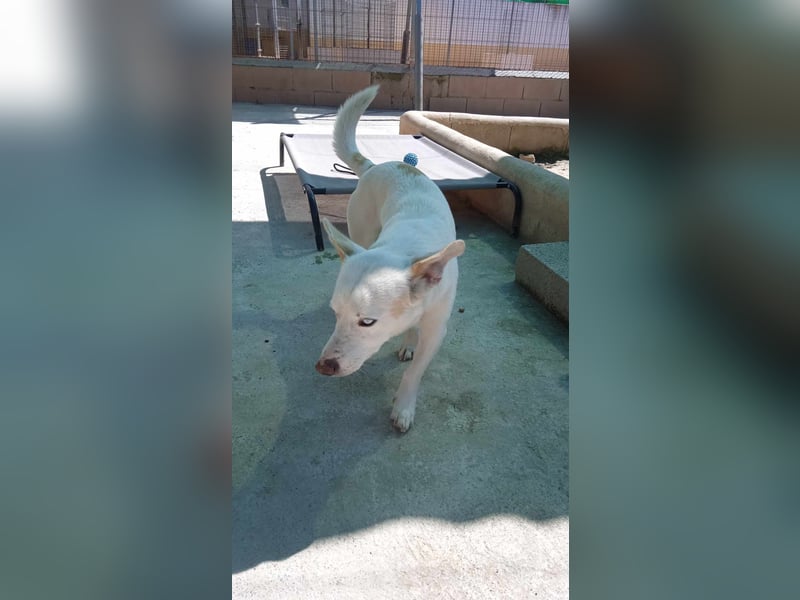 BLANQUI