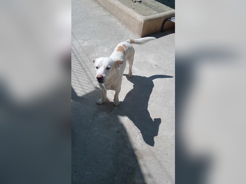 BLANQUI