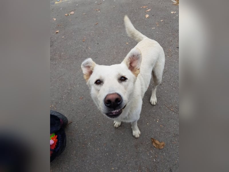 White Bear sucht ein Zuhause