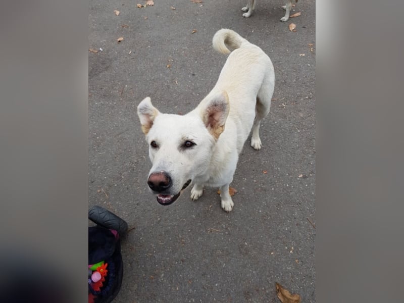White Bear sucht ein Zuhause