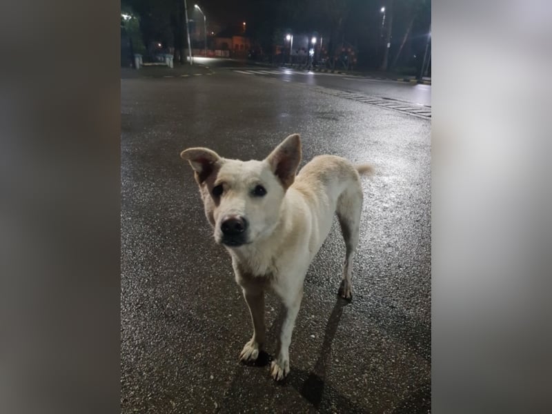 White Bear sucht ein Zuhause