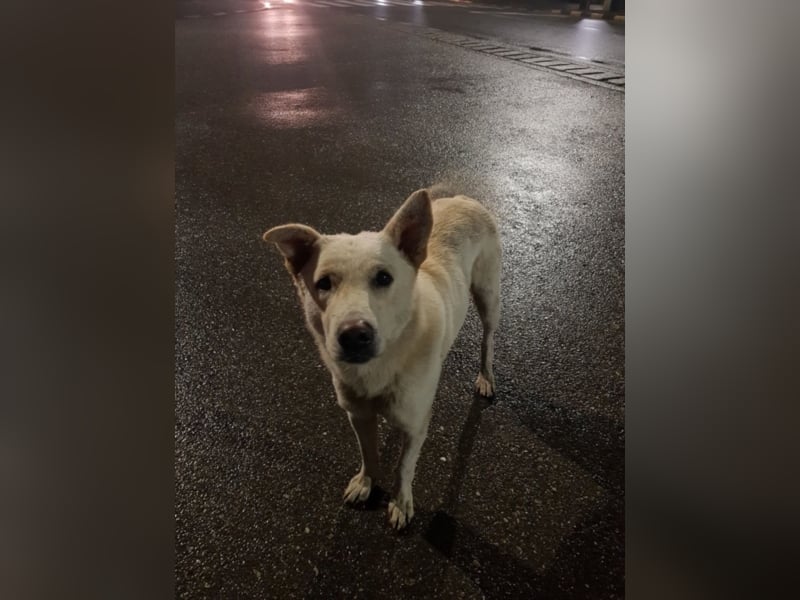 White Bear sucht ein Zuhause